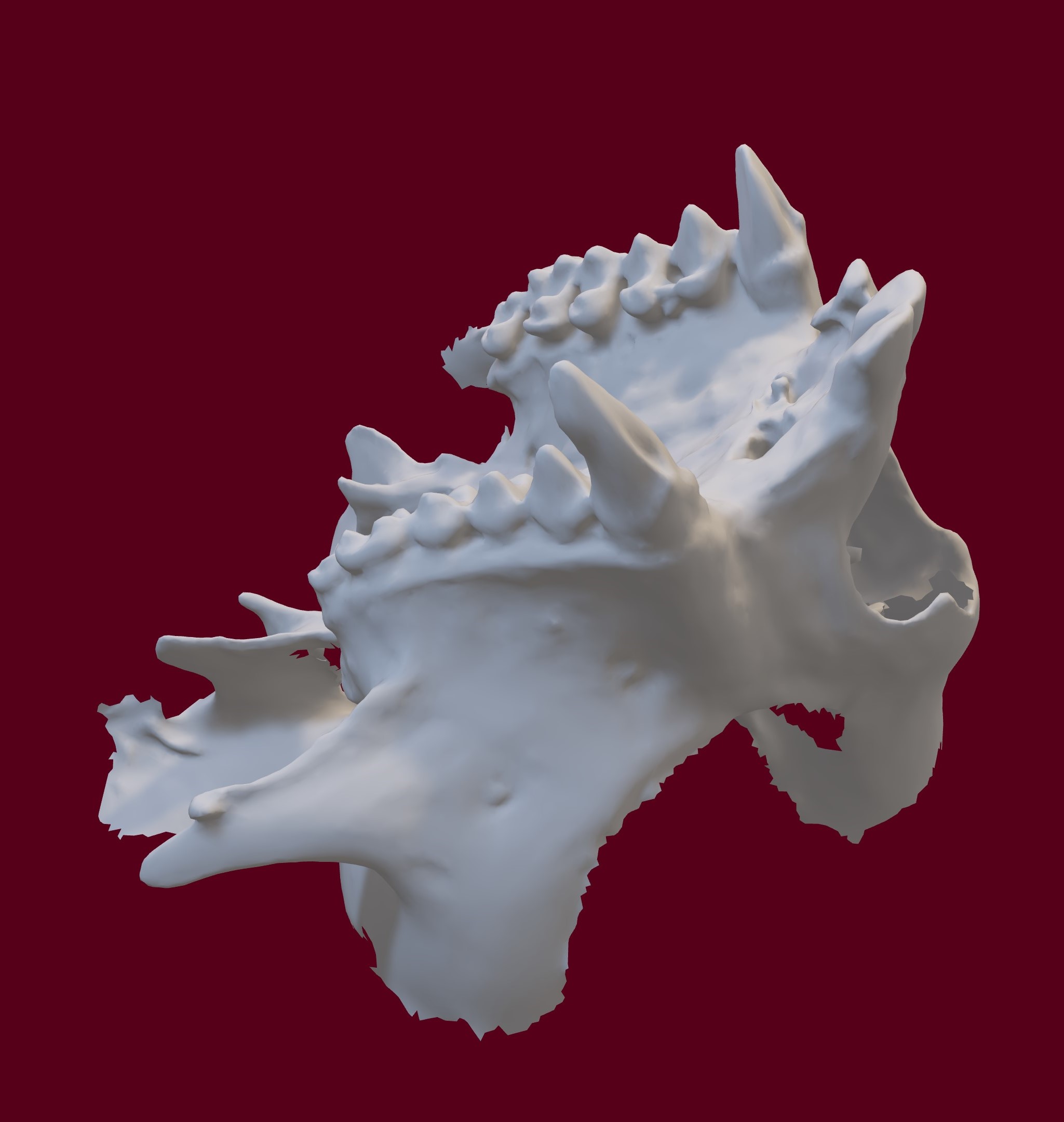 Callitrichid maxilla - 3D scan