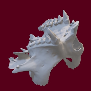Callitrichid maxilla - 3D scan
