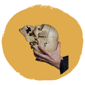 Humans' unique facial development and longer growth period may explain the more complex cranial sutures