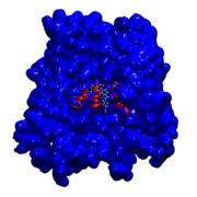 Pnas-DAPI-CX26