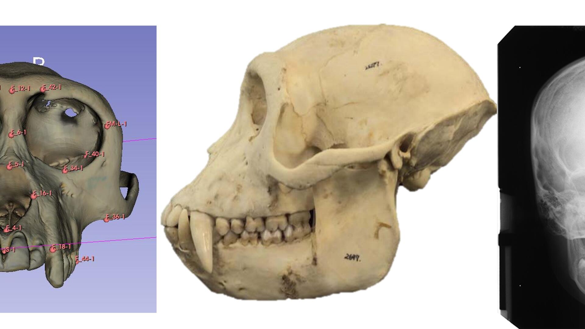 Images of rhesus macaque and human skulls