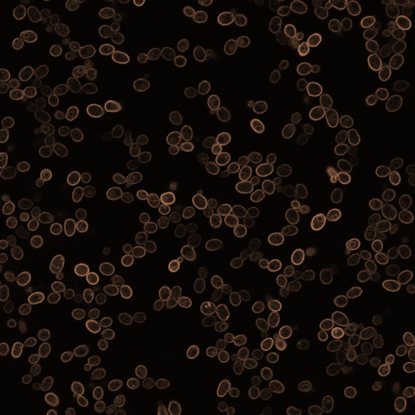 decorative Image of fluorescent yeast cells